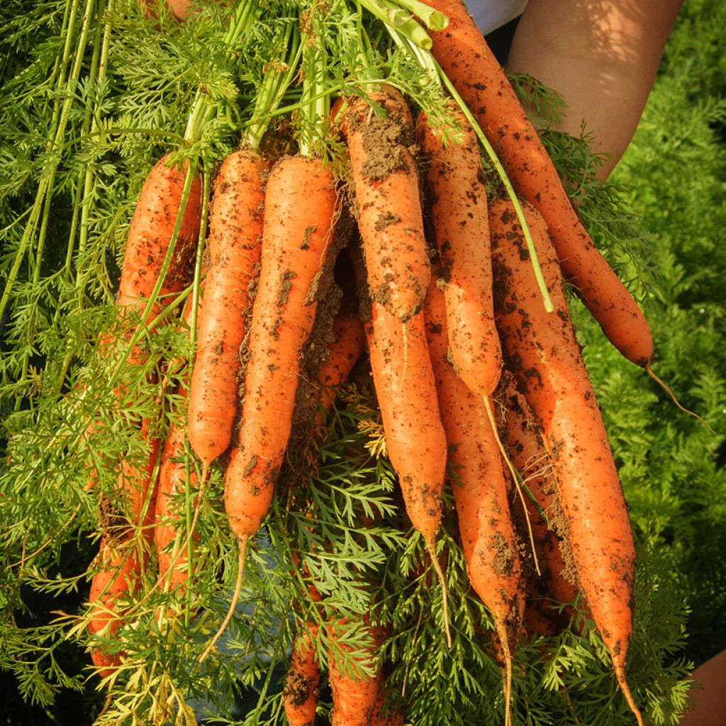 Carota Touchon Bio - Ferme de Sainte Marthe