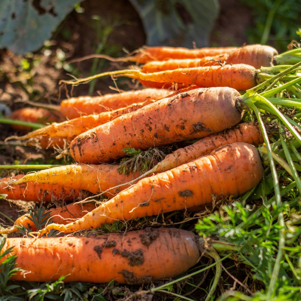 Carota Valery