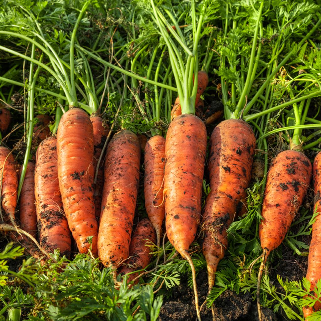 Carota Valor F1