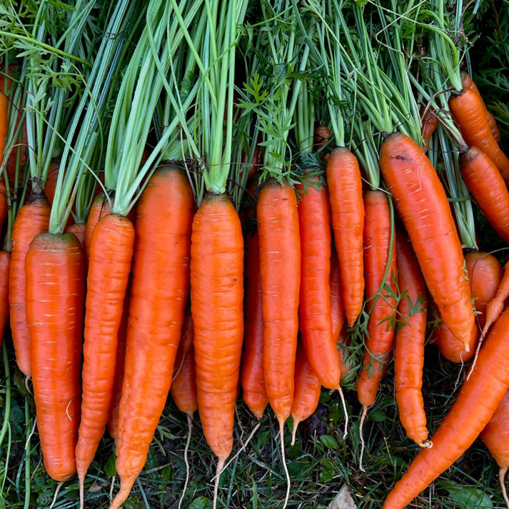 Carota Chantenay a cuore rosso