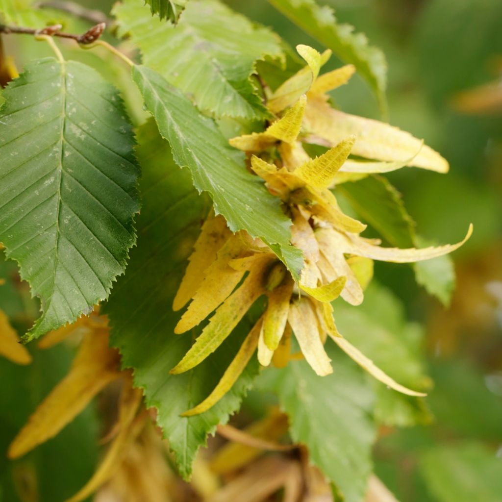 Carpinus betulus - Carpino bianco