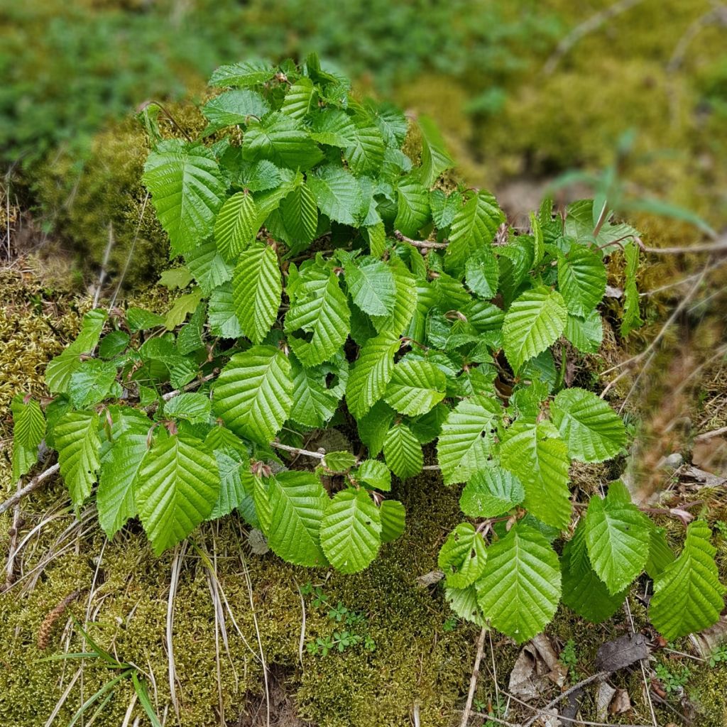 Carpinus betulus - Carpino bianco