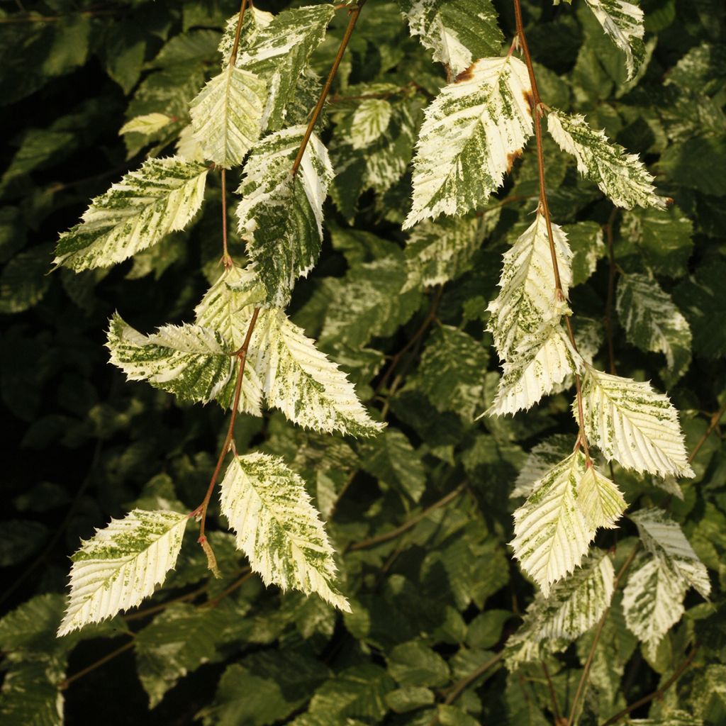 Carpinus betulus Foliis Argenteovariegatis Pendula - Carpino bianco