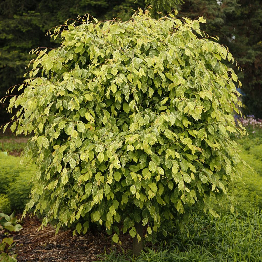 Carpinus betulus Foliis Argenteovariegatis Pendula - Carpino bianco