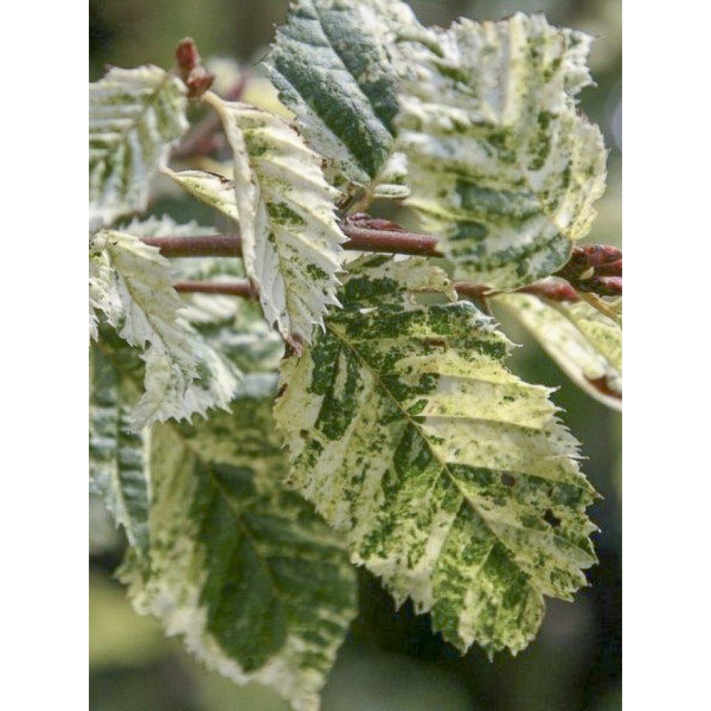 Carpinus betulus Foliis Argenteovariegatis Pendula - Carpino bianco