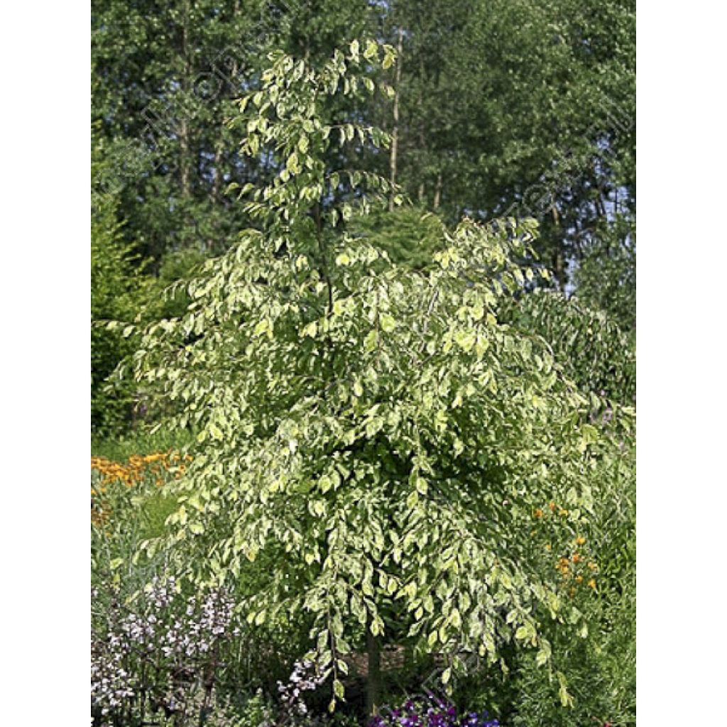 Carpinus betulus Foliis Argenteovariegatis Pendula - Carpino bianco