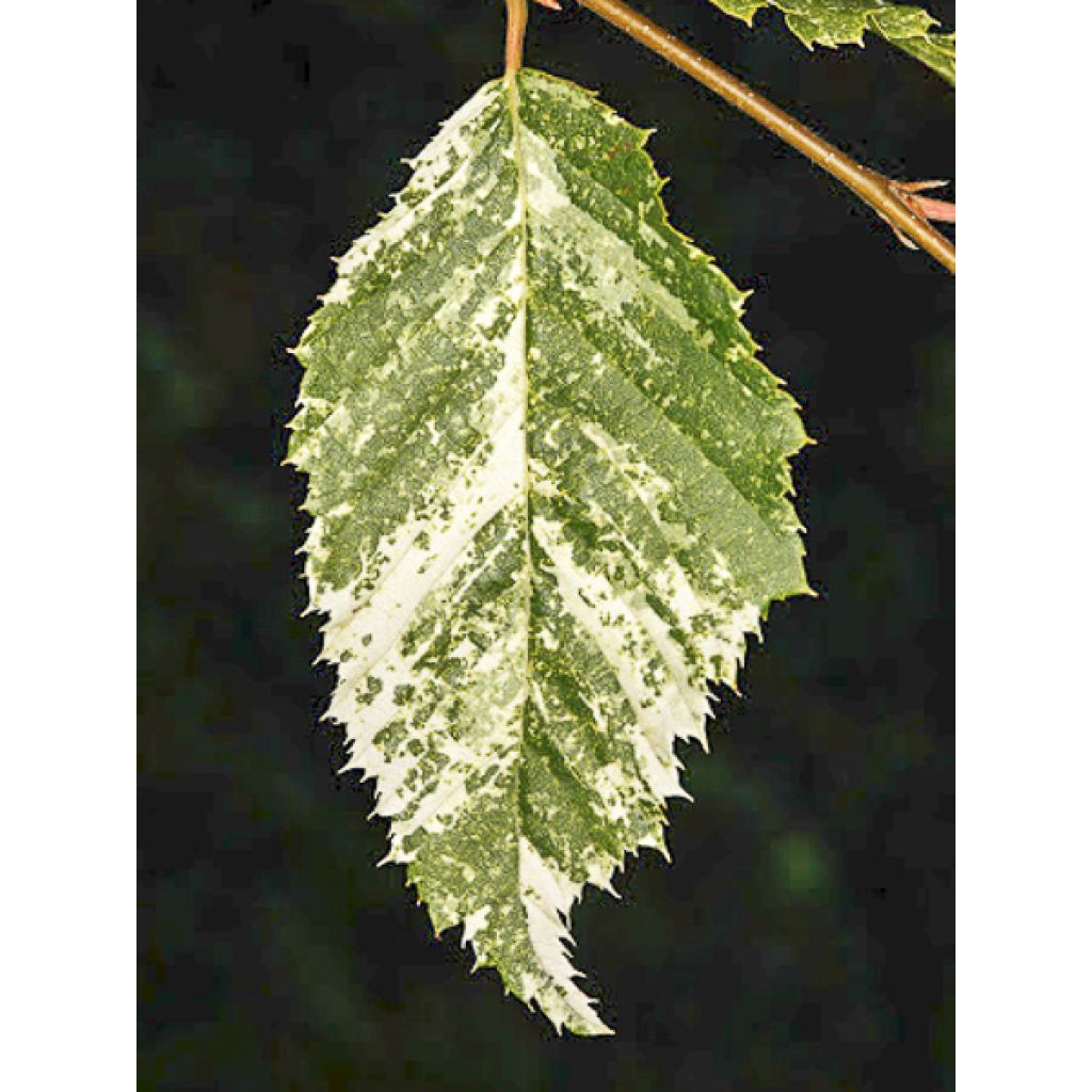 Carpinus betulus Foliis Argenteovariegatis Pendula - Carpino bianco