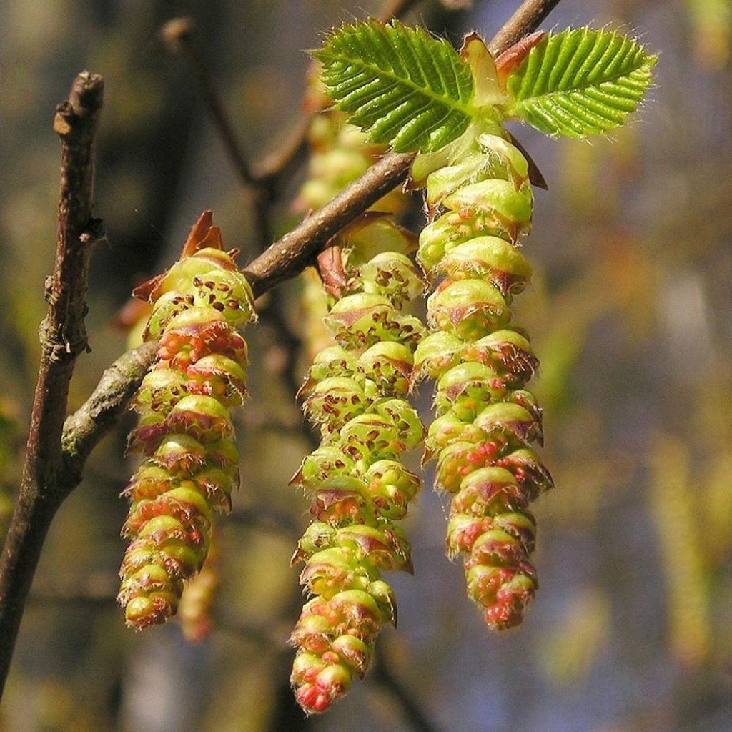 Carpinus betulus Frans Fontaine - Charme commun