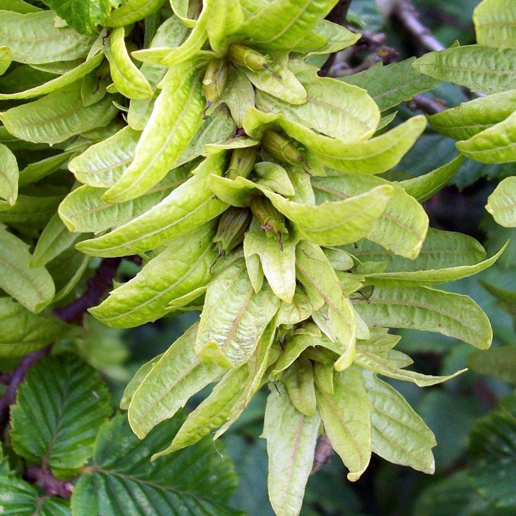 Carpinus betulus Frans Fontaine - Charme commun