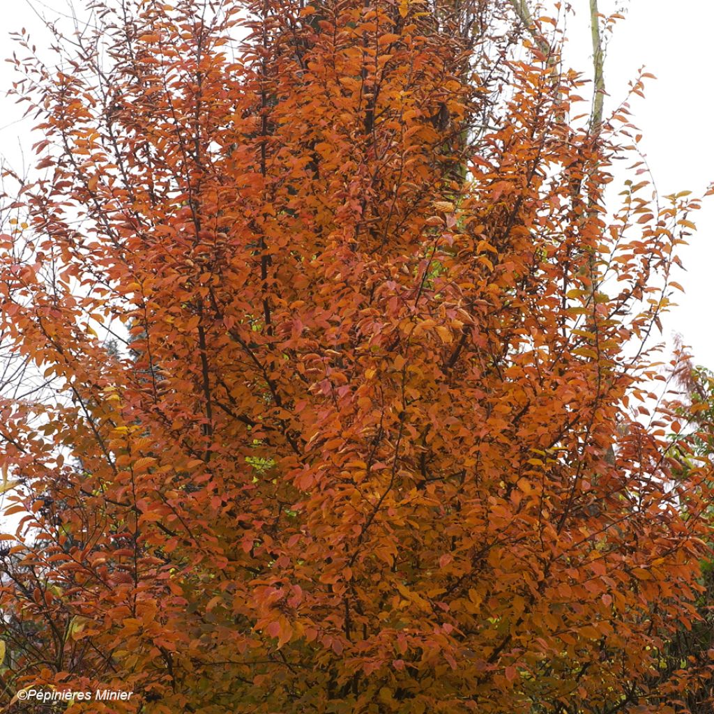 Carpinus betulus Orange Retz - Charme commun 