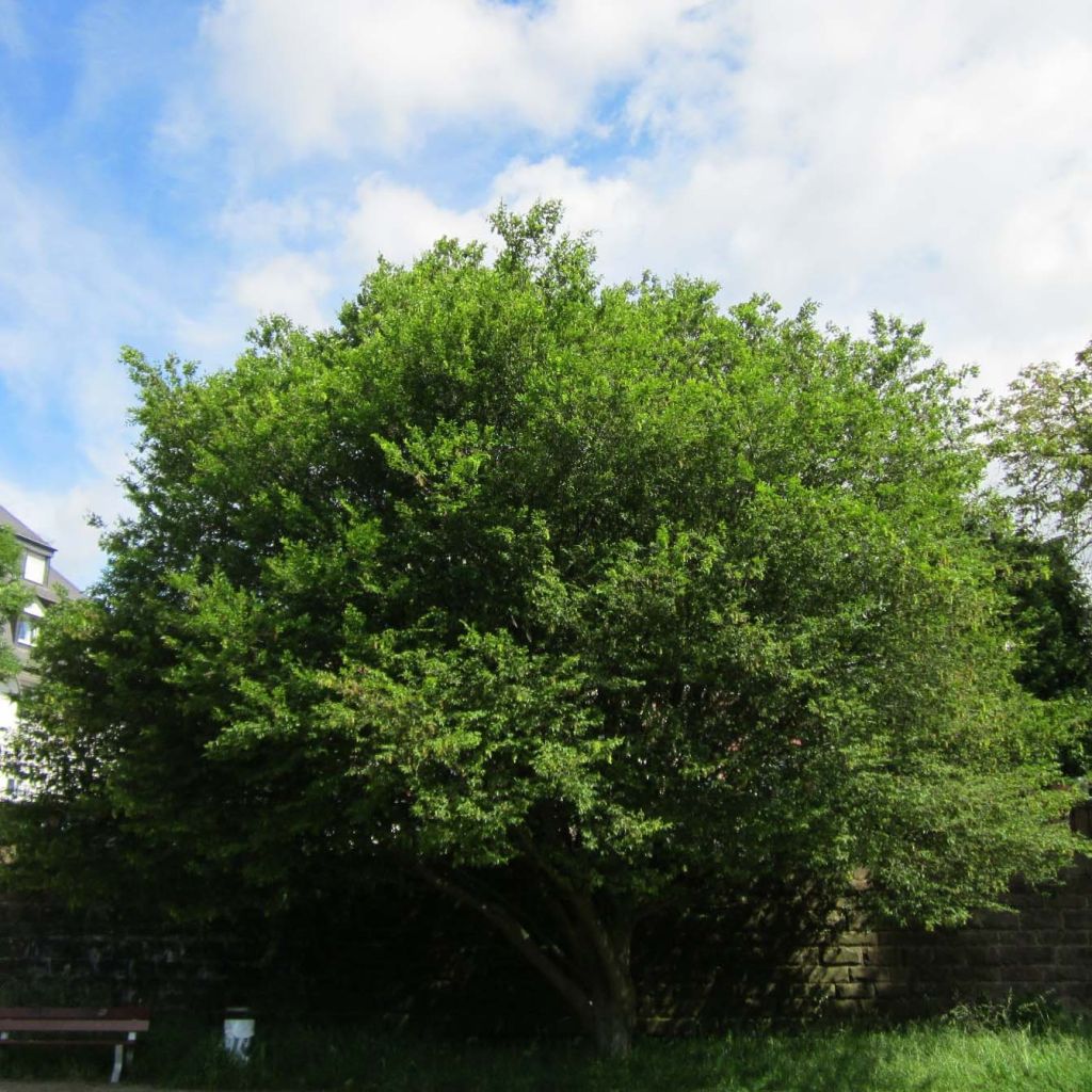 Carpinus betulus Quercifolia - Carpino bianco