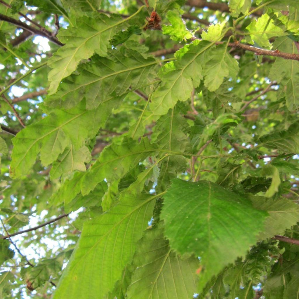 Carpinus betulus Quercifolia - Carpino bianco