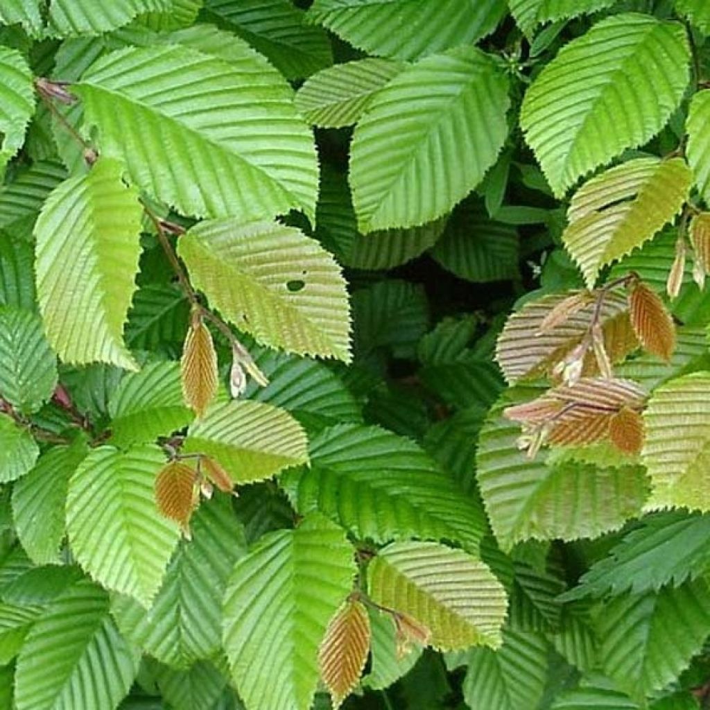 Carpinus betulus - Carpino bianco