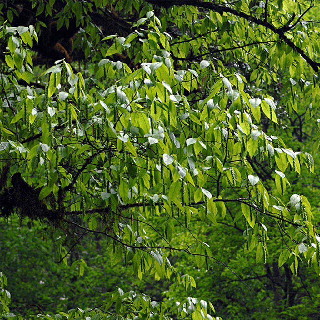 Carpinus fangiana - Carpino