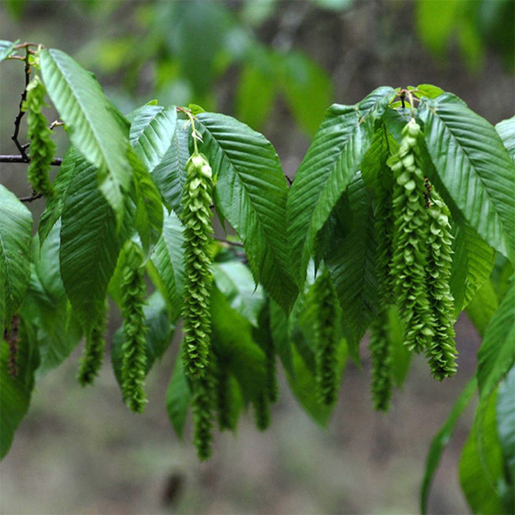 Carpinus fangiana - Carpino