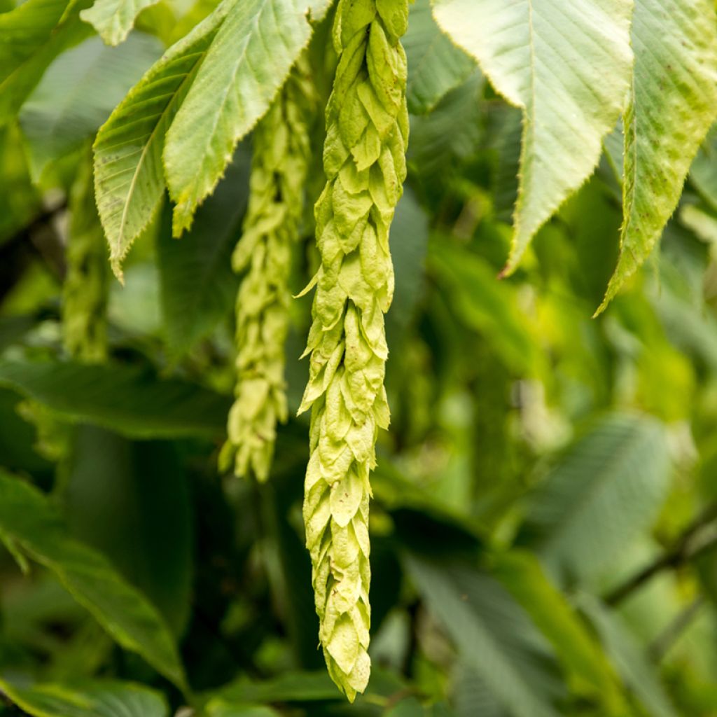 Carpinus fangiana - Carpino