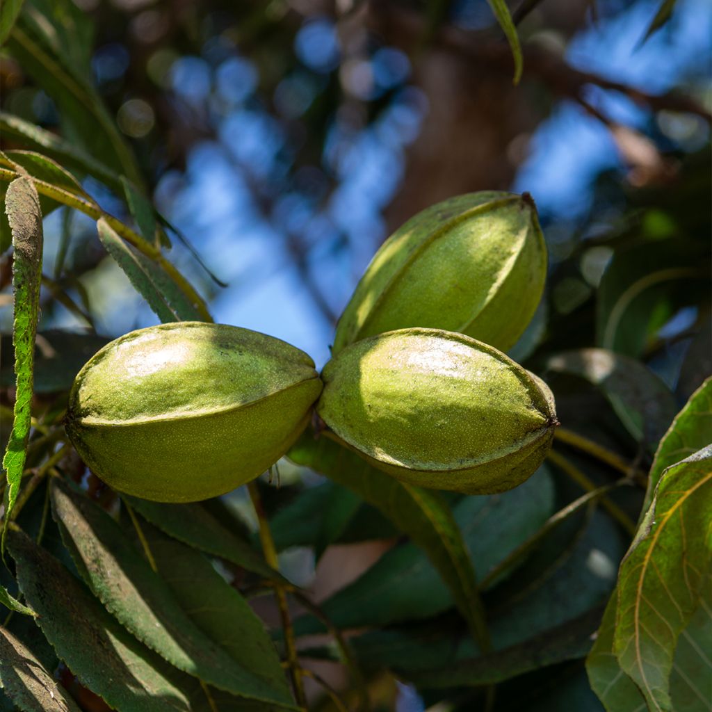 Carya illinoinensis Delmas - Pecan