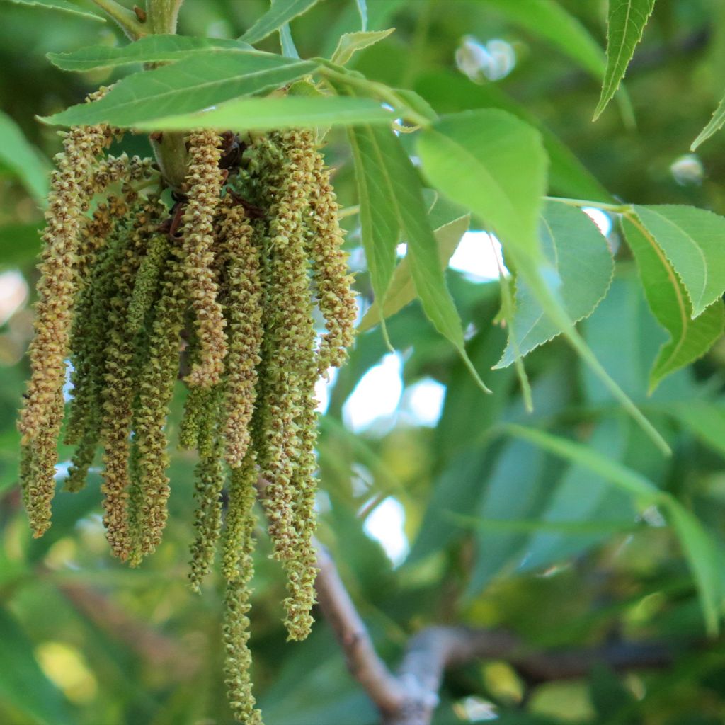 Carya illinoinensis Delmas - Pecan