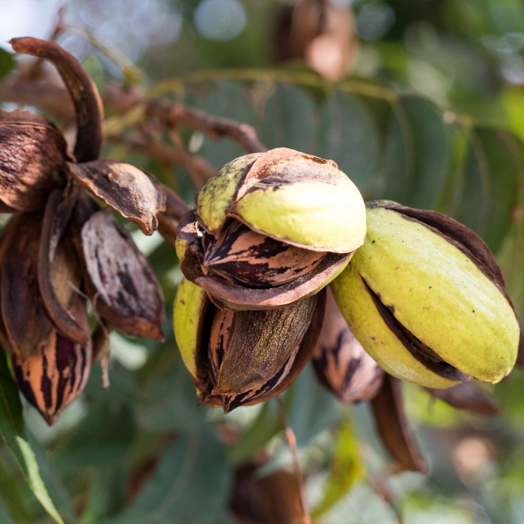 Carya illinoinensis Delmas - Pecan