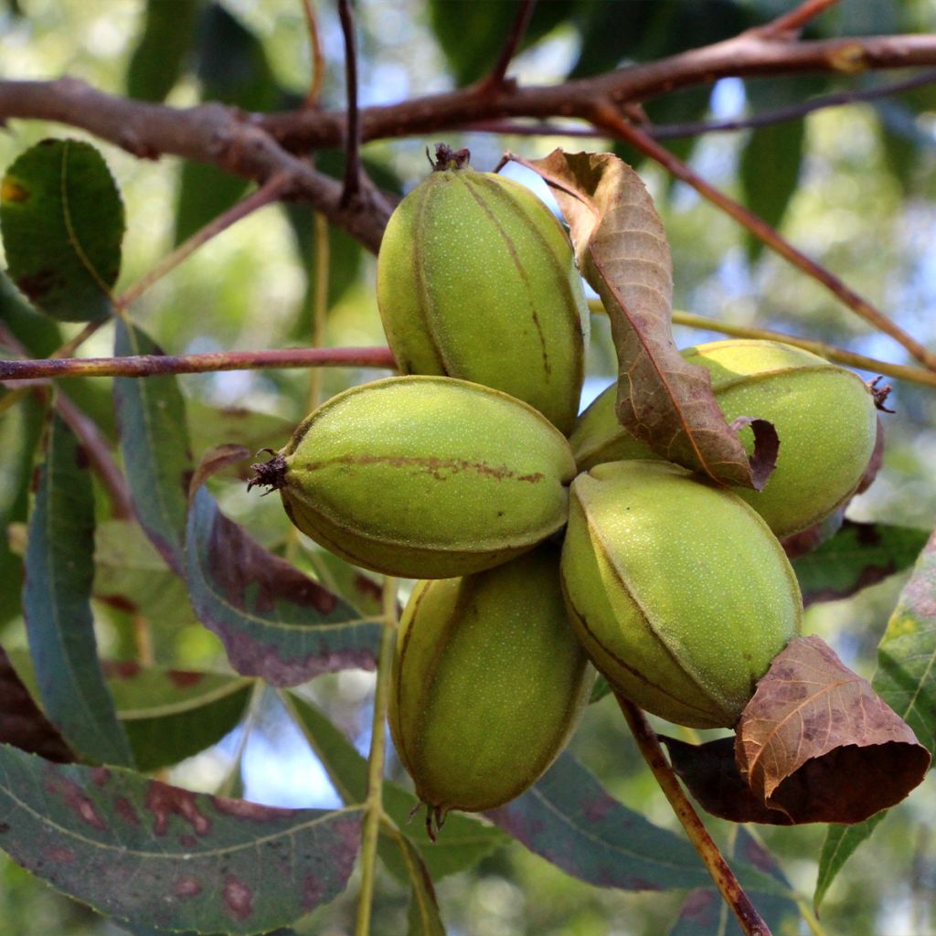 Carya illinoinensis Pawnee - Noix de Pécan - Pacanier