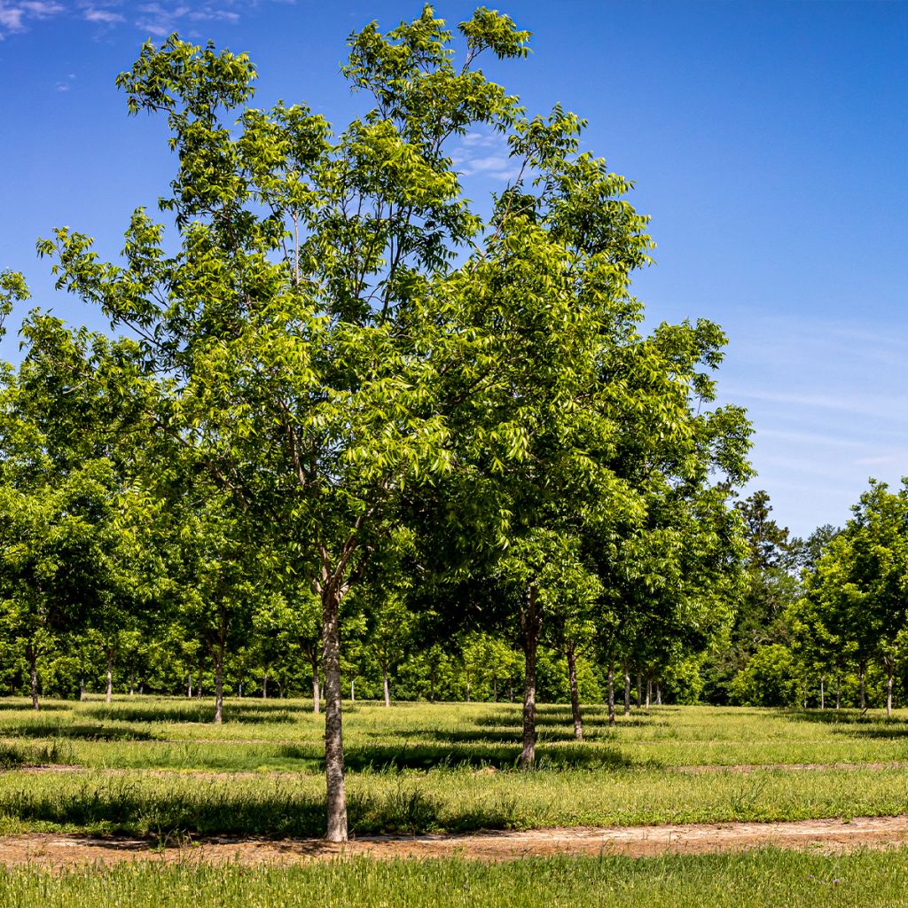 Carya illinoinensis Pawnee - Noix de Pécan - Pacanier