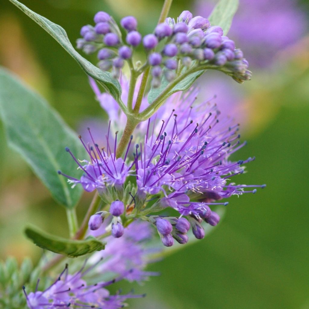 Caryopteris clandonensis Grand Bleu