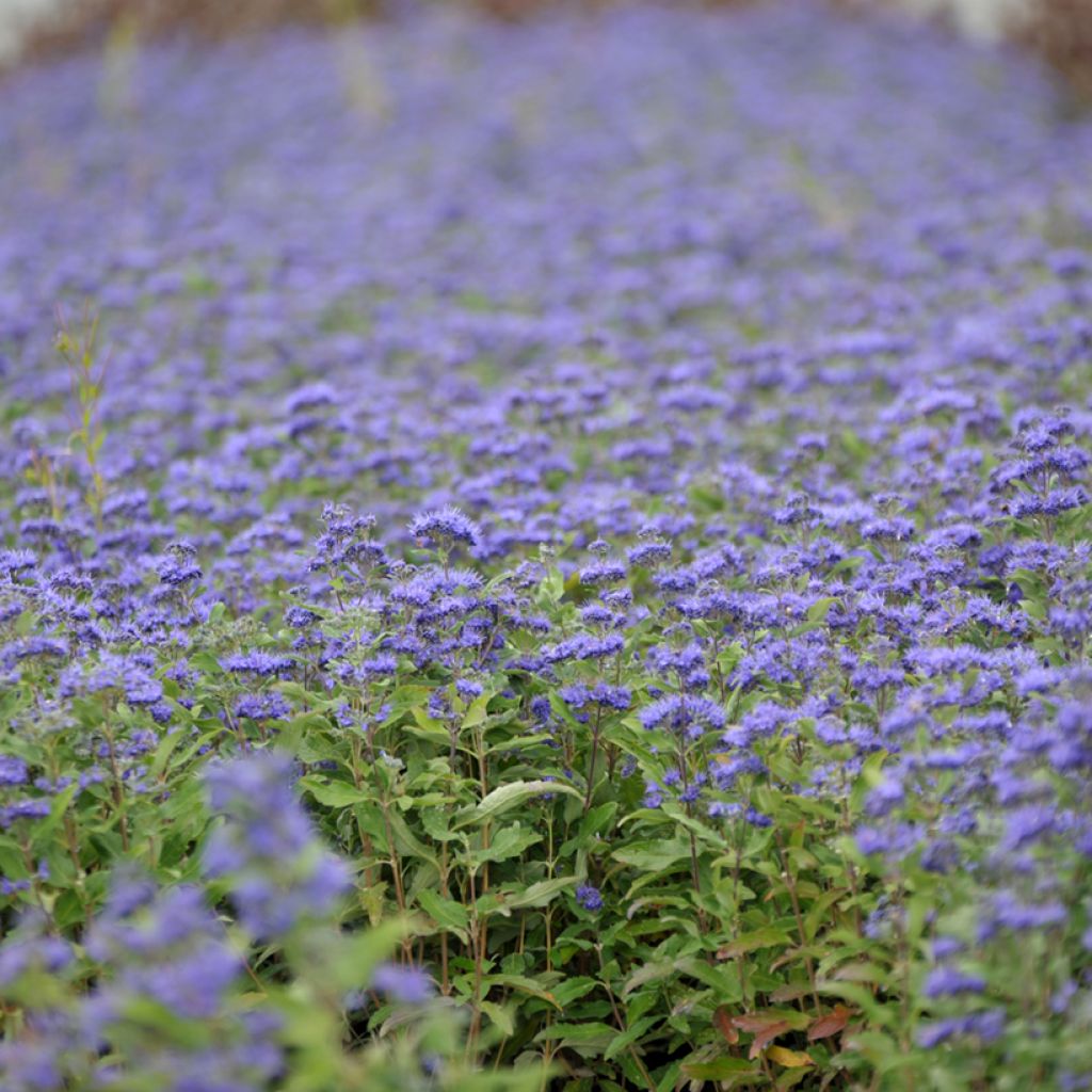 Caryopteris clandonensis Grand Bleu