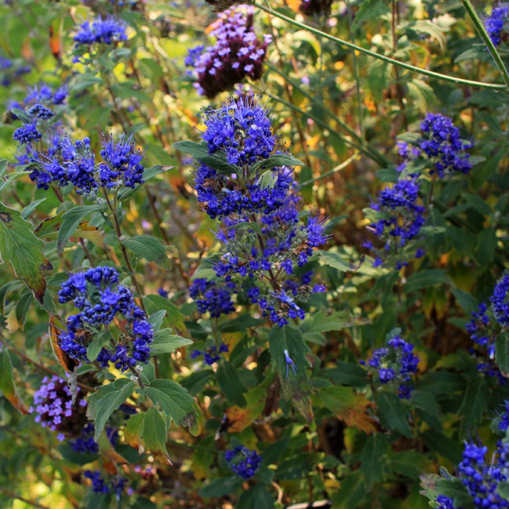 Caryopteris clandonensis Grand Bleu