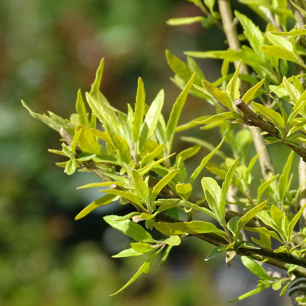 Caryopteris Worcester Gold - Spirée bleue, Barbe-bleue