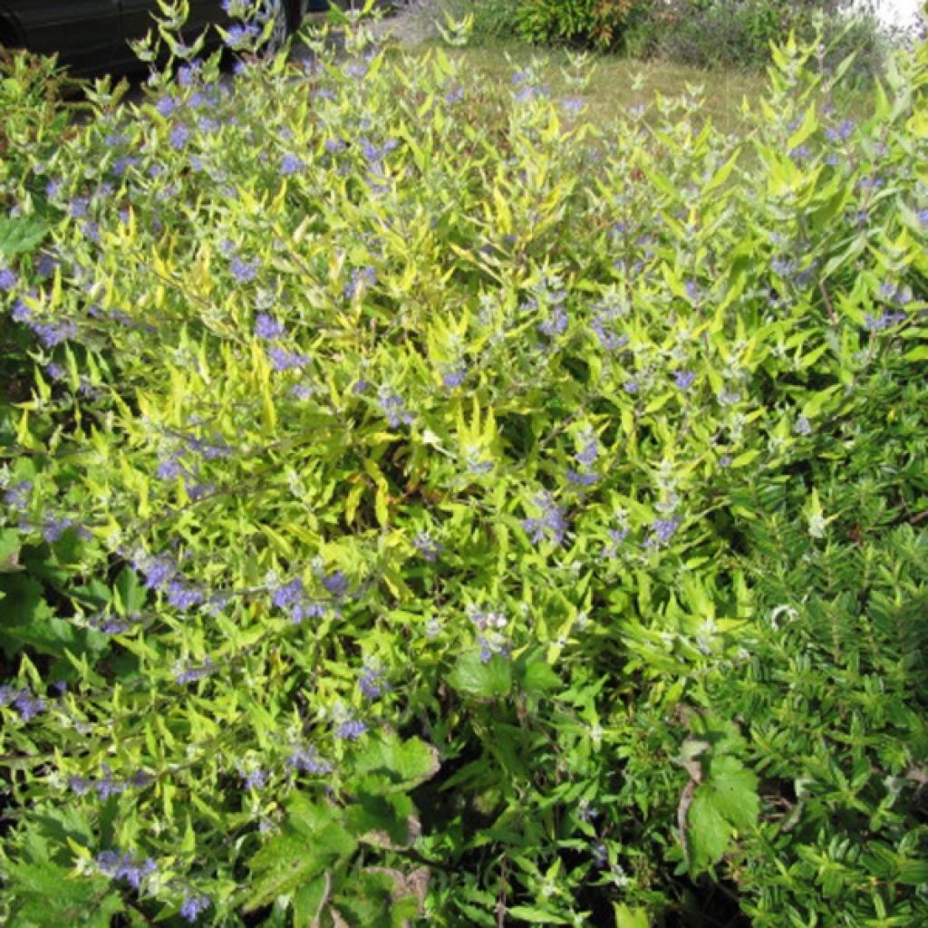 Caryopteris Worcester Gold - Spirée bleue, Barbe-bleue