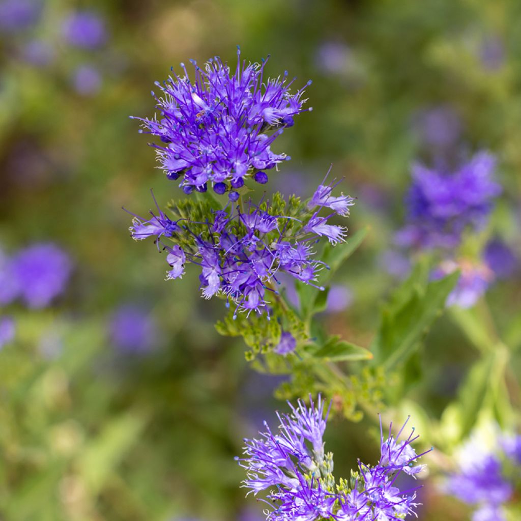 Caryopteris clandonensis Kew Blue