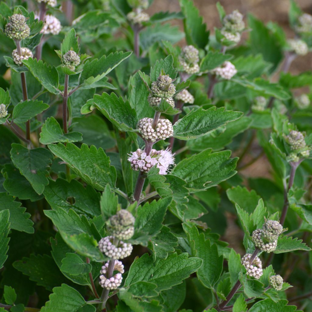 Caryopteris clandonensis Stephi