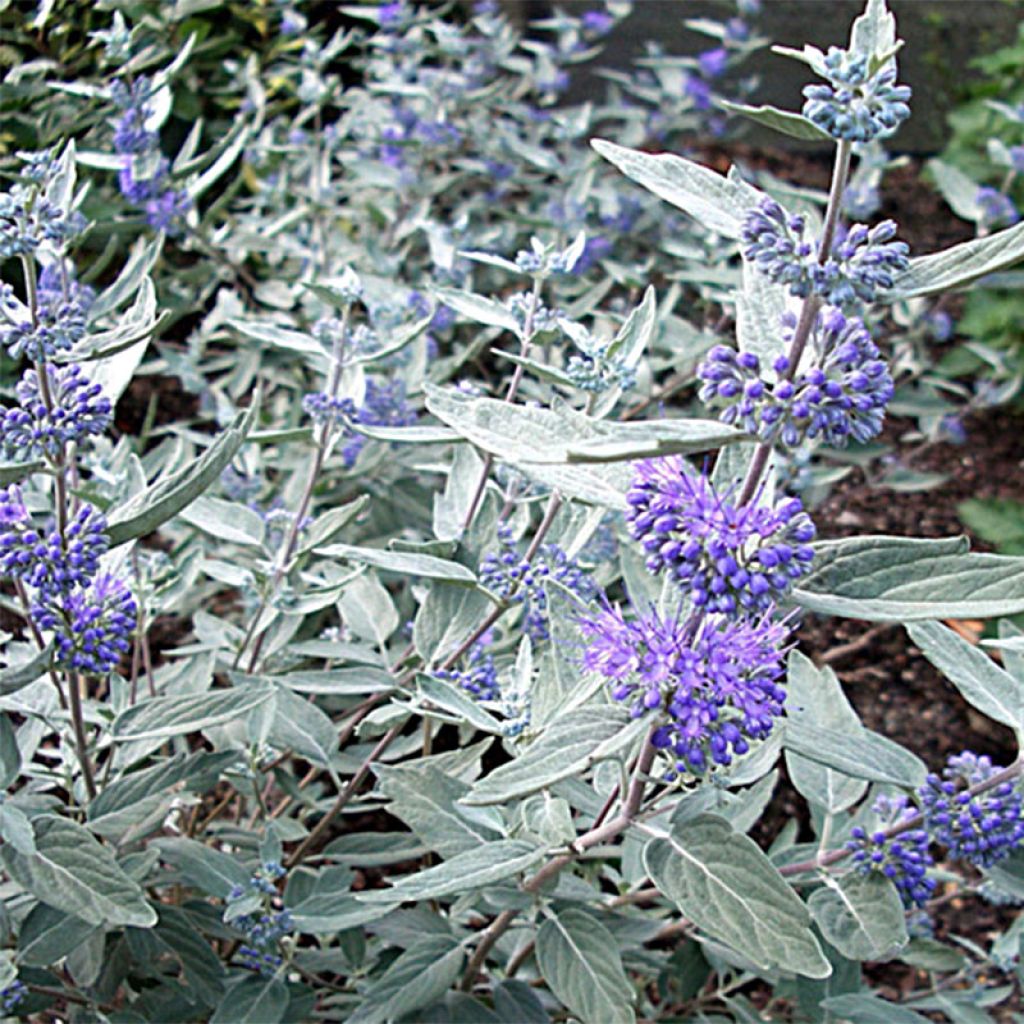 Caryopteris clandonensis Sterling silver