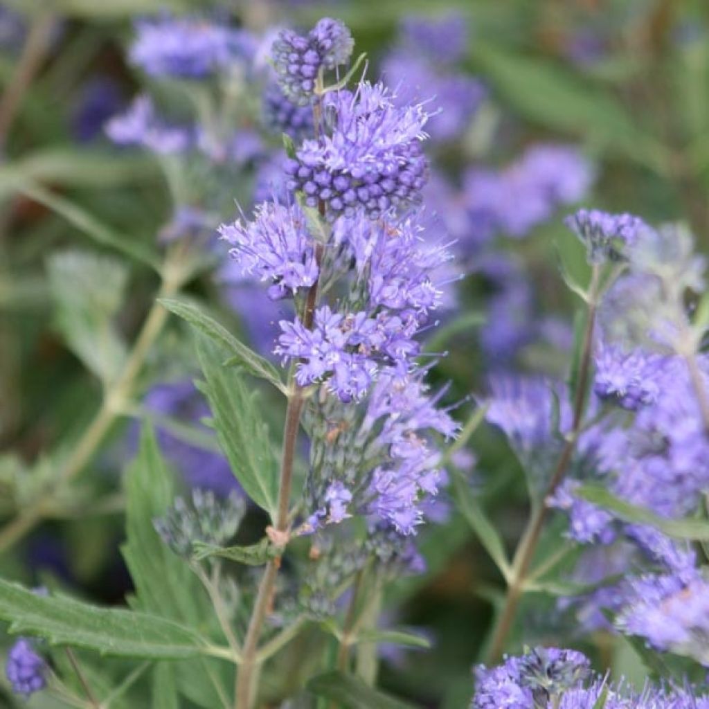 Caryopteris clandonensis Grand Bleu