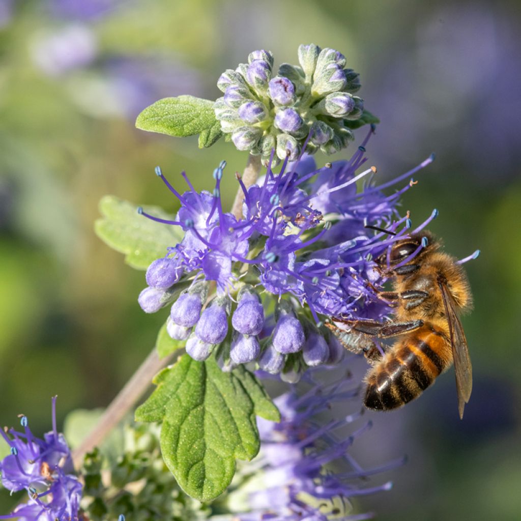 Caryopteris incana Sunny Blue