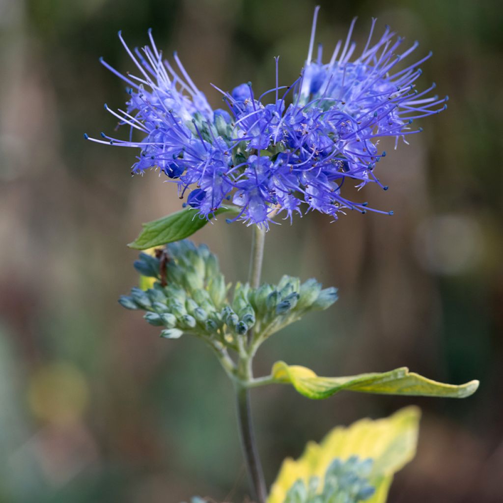 Caryopteris incana Sunny Blue