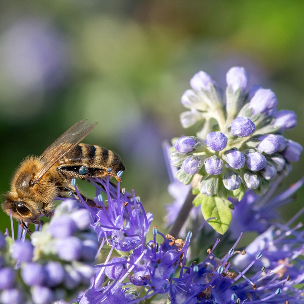 Caryopteris incana Sunny Blue