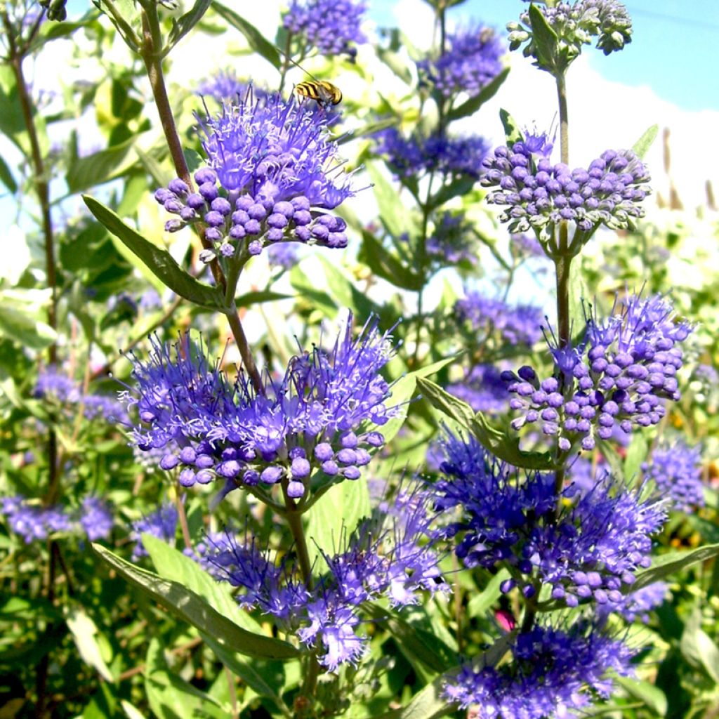 Caryopteris x clandonensis Camara Dark Blue - Spirée bleue