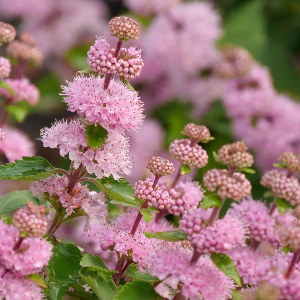 Caryopteris clandonensis Camara Pink