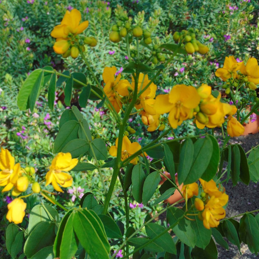 Cassia floribunda - Senné très florifère