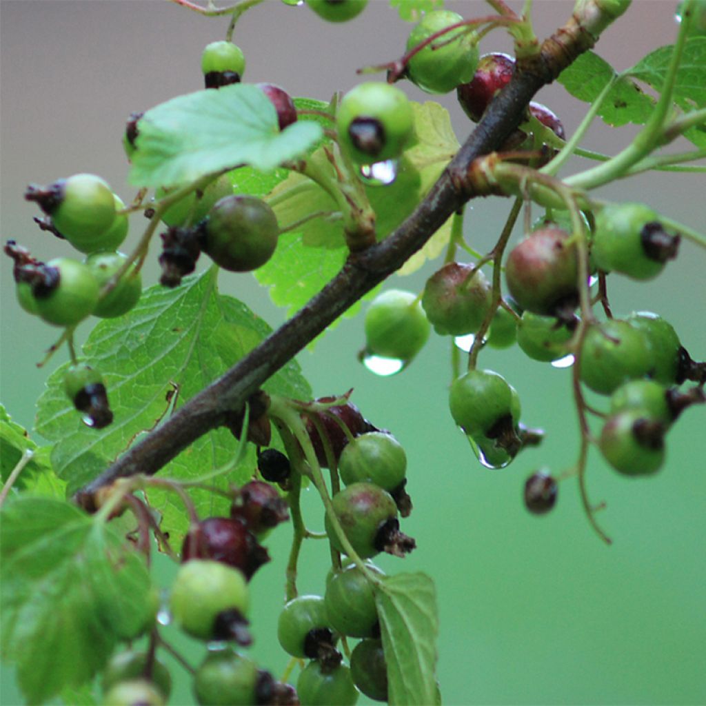 Ribes nero Ben Nevis