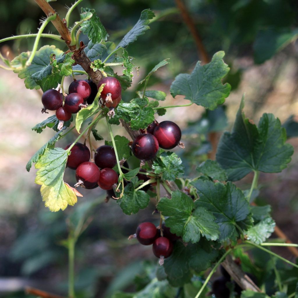 Ribes nero - Ribes nigrum