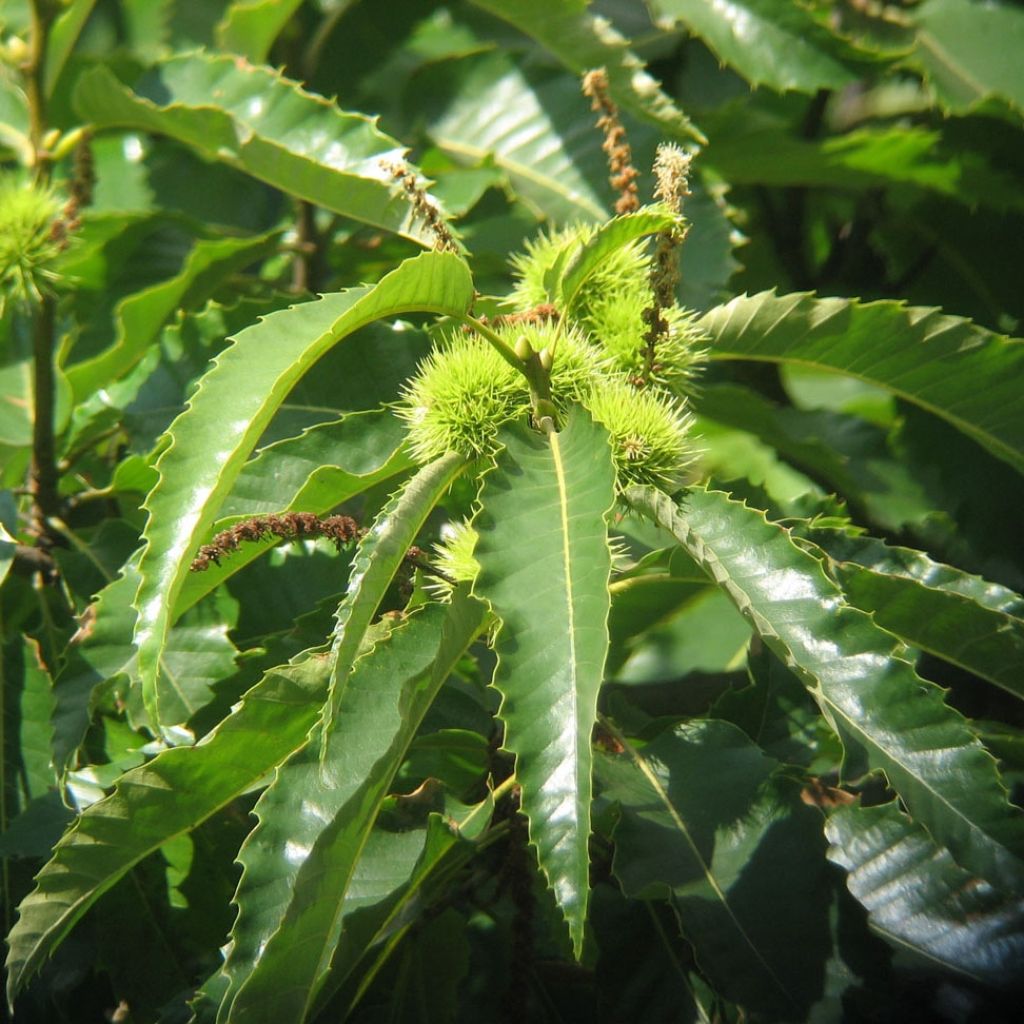 Châtaignier commun - Castanea sativa 