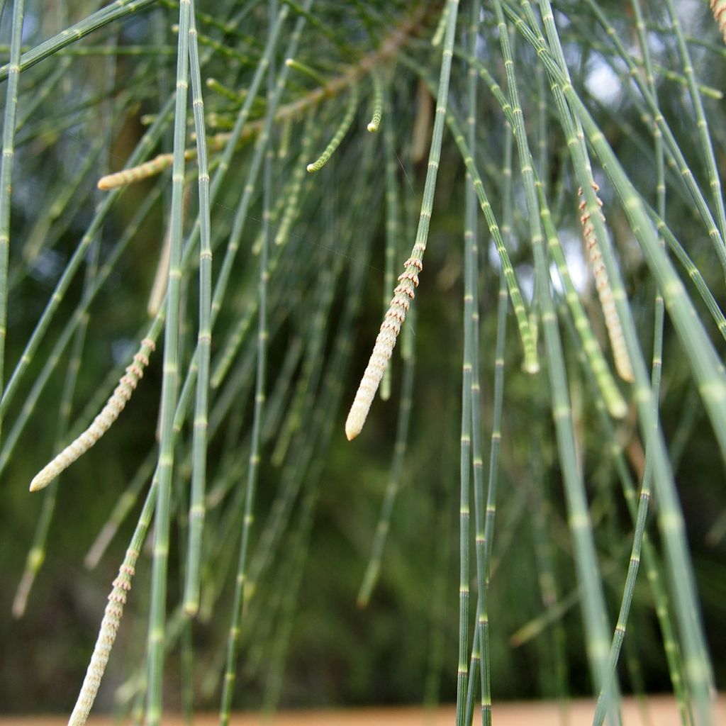 Casuarina equisetifolia - Filao, Pin australien