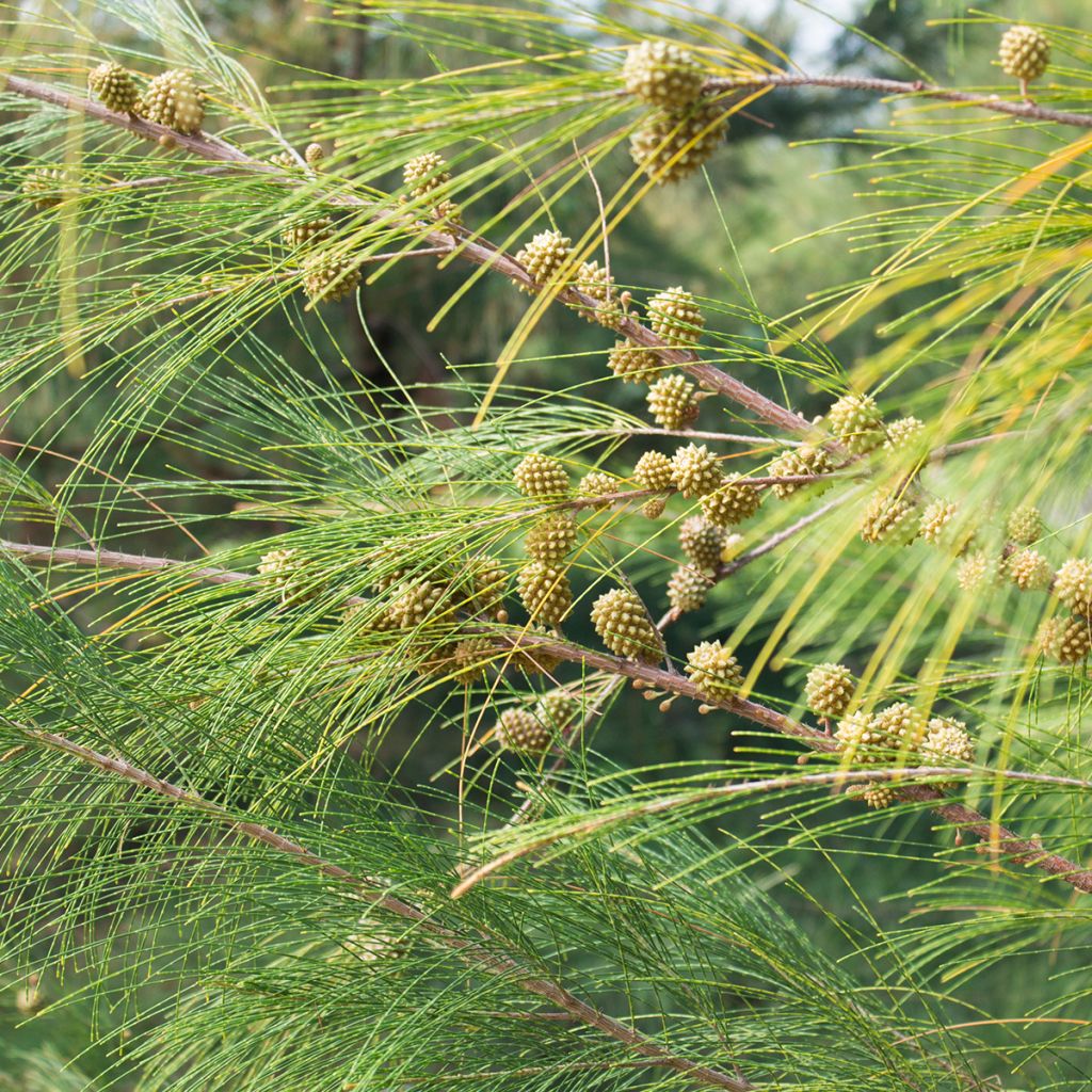 Casuarina equisetifolia - Filao, Pin australien