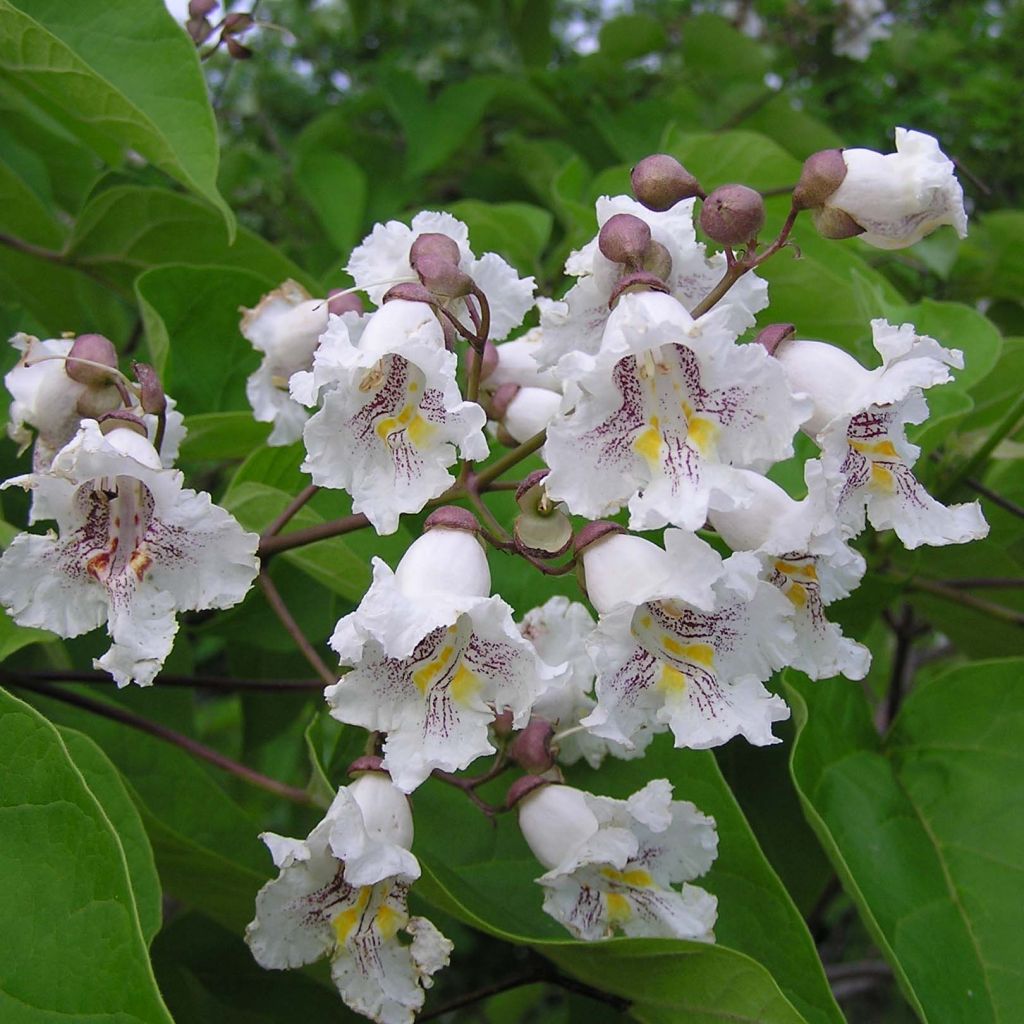 Catalpa bignonioides - Albero dei sigari