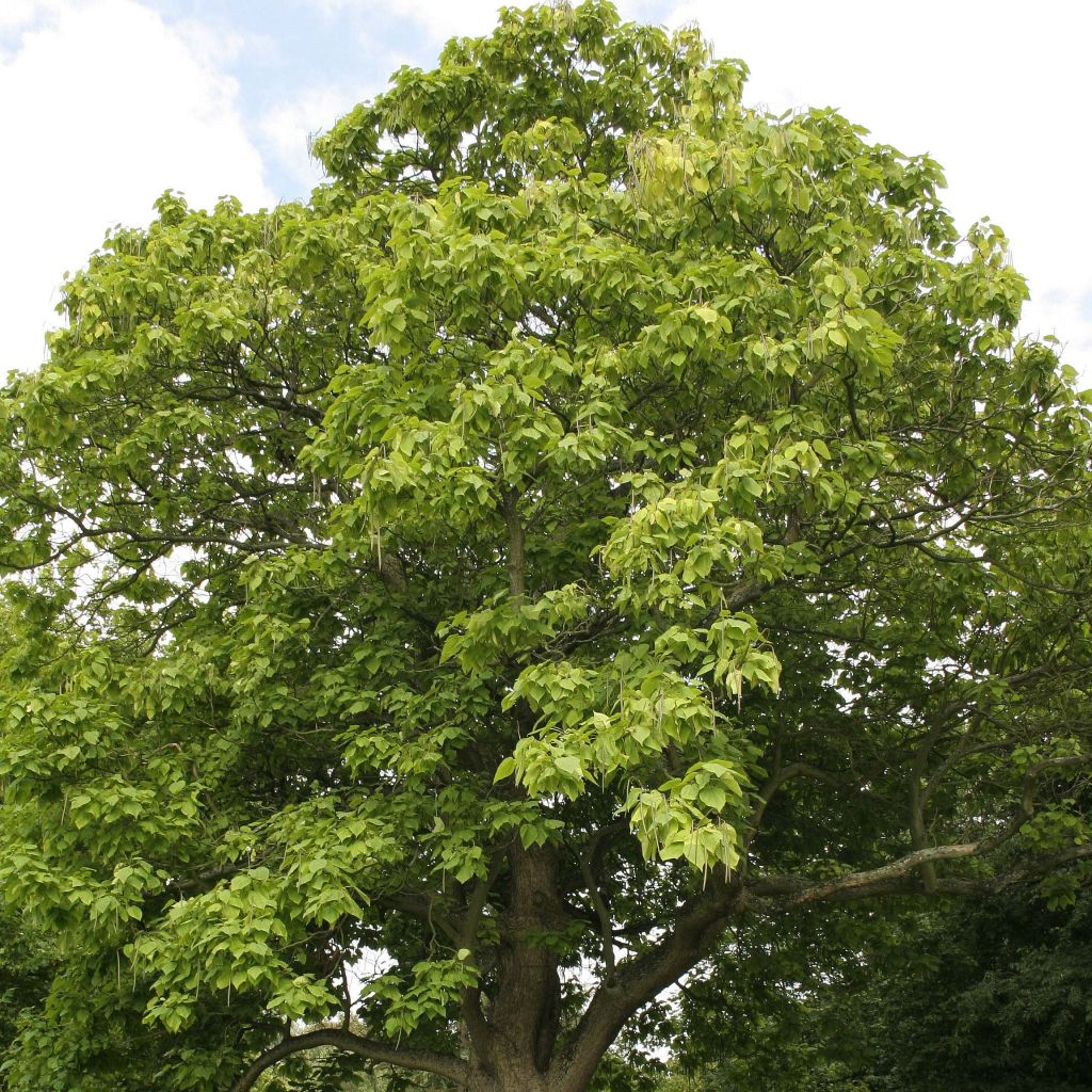 Catalpa bignonioides - Albero dei sigari