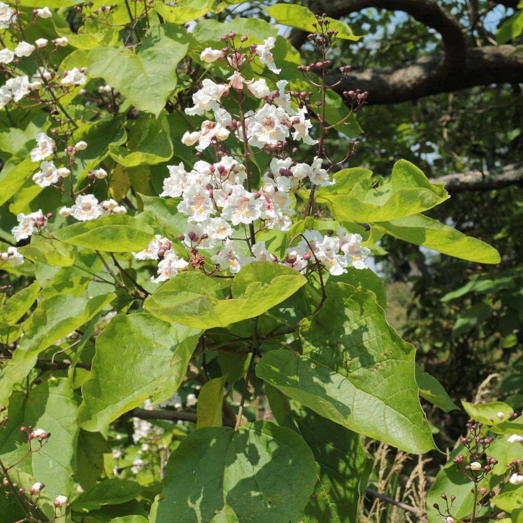 Catalpa bignonioides - Albero dei sigari