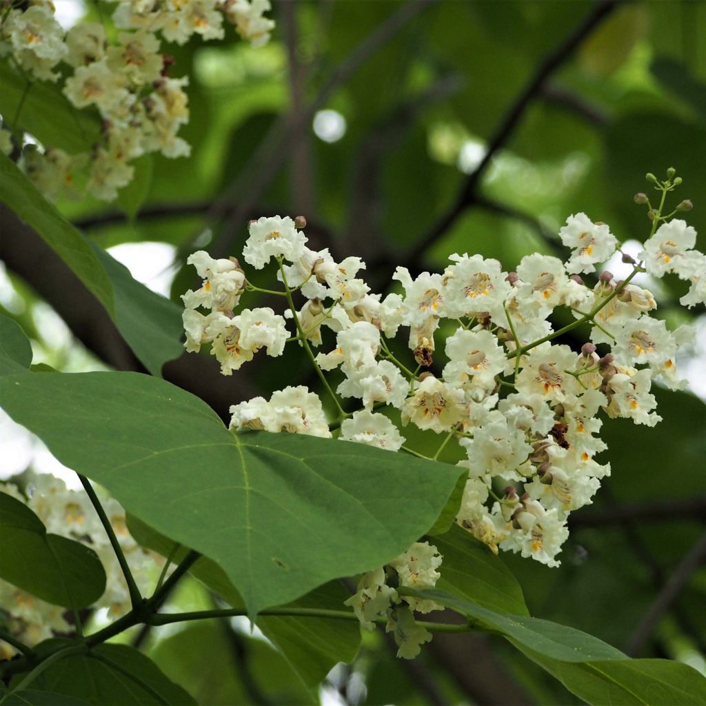 Catalpa bignonioides - Albero dei sigari