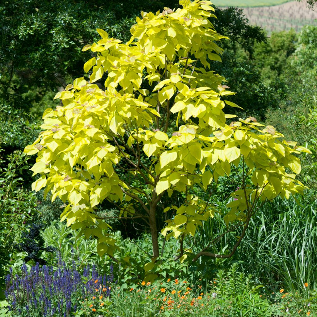 Catalpa bignonioides Aurea - Albero dei sigari